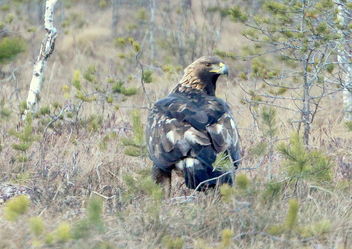 The golden eagle o the swamp - Free image #467205