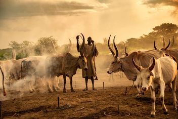 Mundari Cattle Camp - бесплатный image #467285