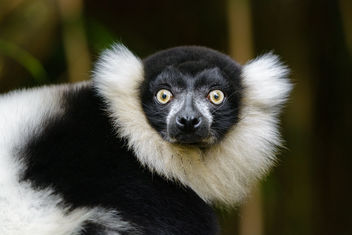 Lemur - image #467435 gratis