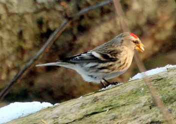 The redpoll - Kostenloses image #467825
