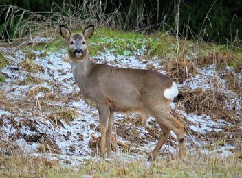 The white-tailed deer - image #467925 gratis