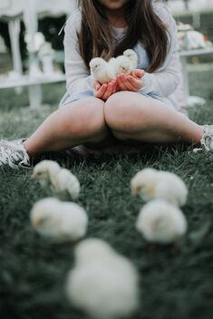 Little girl holding a group of baby chicks and sitting on grass. - image #468365 gratis