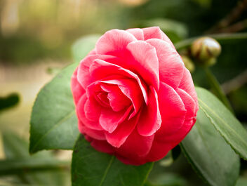 Afternoon in the garden. Camelia Japonica. - image gratuit #468385 