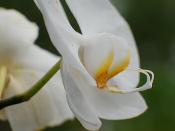 white orchid - image gratuit #468445 