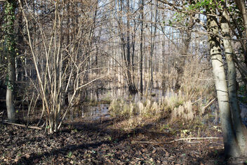 Swamp (Avigliana wet land). Best viewed large. - image gratuit #468515 
