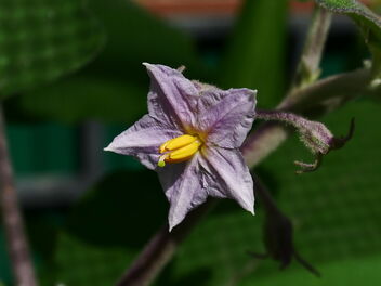 eggplant flower - image #469165 gratis