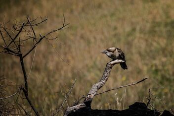 Kookaburra - бесплатный image #469195