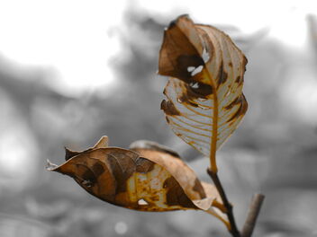 brown leaves - image gratuit #469445 
