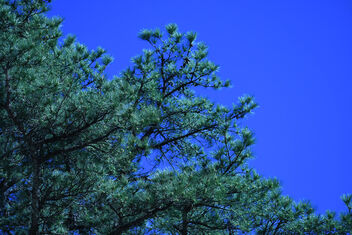 Pine and the clear blue sky - image #469925 gratis
