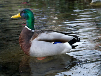 Paperino! (Little duck). - Free image #470205