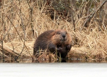 The last year beaver-puppy,,,, - image gratuit #470215 