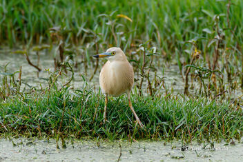 An Indian Pond Heron - Relaxed - image #470615 gratis