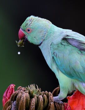 Mouth Watering! - Rose Ringed Parakeet - image gratuit #470815 