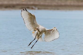 A Spoonbill landing in the water - image #470915 gratis