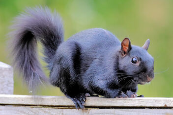 Black Squirrel - Kostenloses image #471005