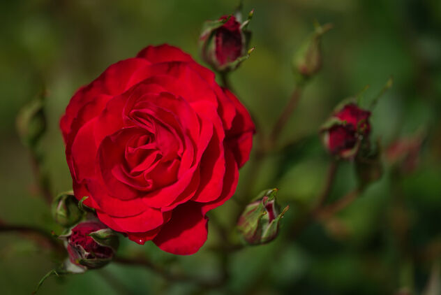 Rose. Condominium garden - image #471015 gratis
