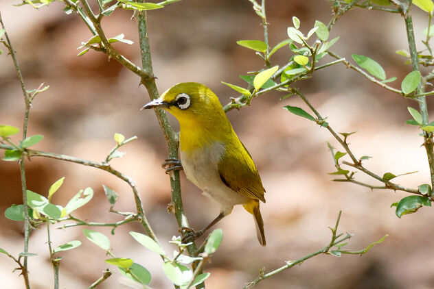 An Indian White Eye waiting at the leaky water pipe - бесплатный image #471085
