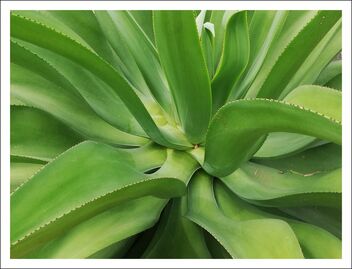 spiky plant - бесплатный image #471245