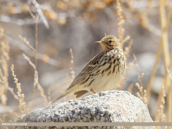 Red-throated Pipit (Anthus cervinus) - Kostenloses image #471405