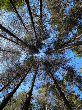 View through the trees - image #471425 gratis