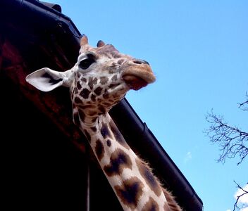 Girafle - Kostenloses image #471525
