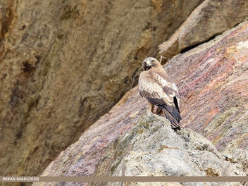 Booted Eagle (Hieraaetus pennatus) - image gratuit #471555 