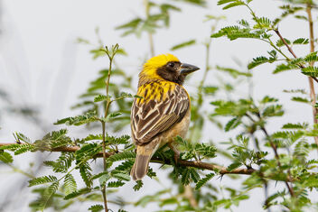 A Baya Weaver in a Bush - image gratuit #471815 