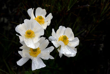 Mount Cook lilies. - image gratuit #471885 