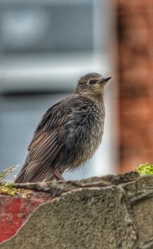 Handsome young Starling - image #471955 gratis