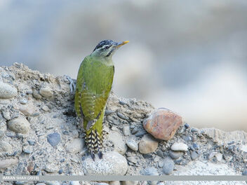 Scaly-bellied Woodpecker (Picus squamatus) - бесплатный image #472115