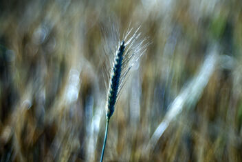 The wheat days. - image gratuit #472125 