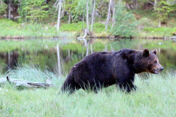 The brown bear - Kostenloses image #472155