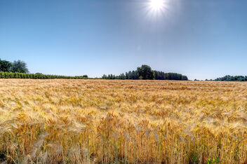 Sea of Barley - Free image #472225