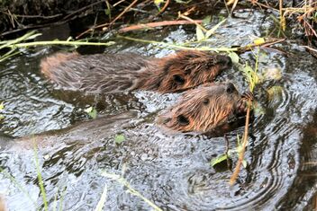 Beaver-pond life - image #472315 gratis