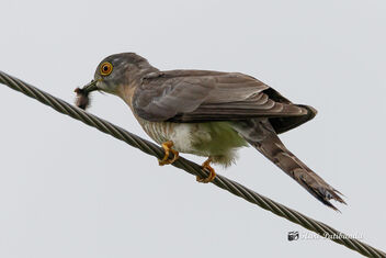 A Common Hawk Cuckoo with a Caterpillar meal - Free image #472465