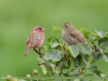 Red-Mantled Rosefinch (Carpodacus rhodochlamys) - Free image #472765