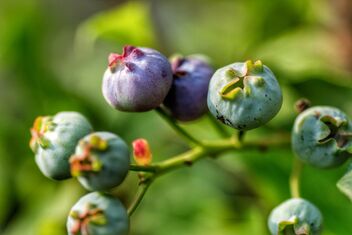 Blueberries... - image #472825 gratis