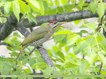 Scaly-bellied Woodpecker (Picus squamatus) - image gratuit #472865 