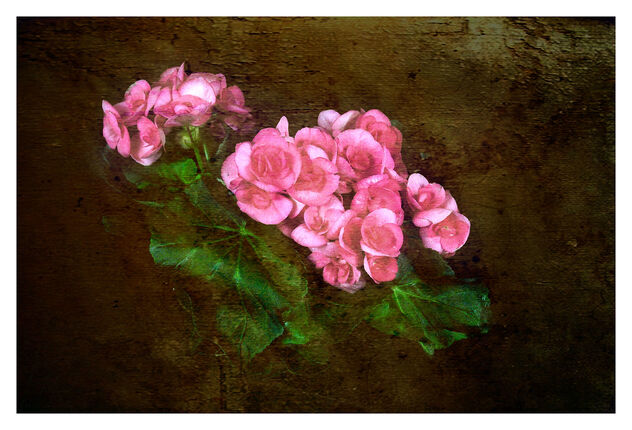 Pink Begonia - image gratuit #472915 