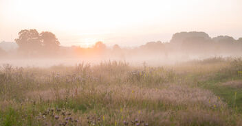 Sunrise in Ingendael - Free image #473005