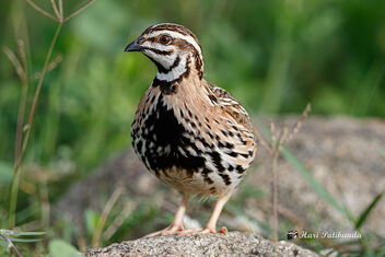 A Rain Quail looking for a mate - Kostenloses image #473045