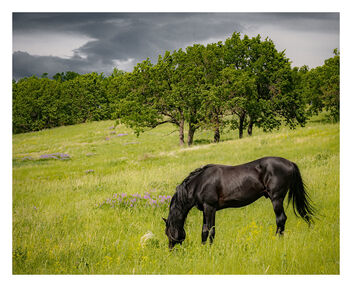 Succulent grass for a horse - image #473095 gratis