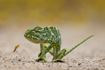 An Indian Chameleon - Trying to run away - Free image #473145