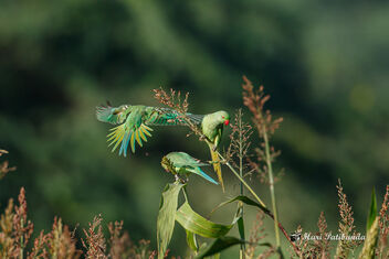 Rose Ringed Parrots Fighting for the ripest grain - Free image #473175
