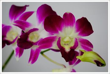 orchid flowers - image gratuit #473245 
