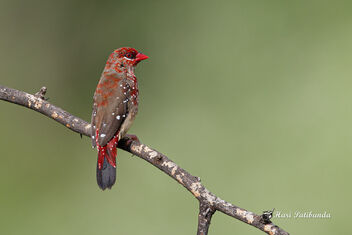 A Strawberry Finch on a wonderful perch - image #473275 gratis