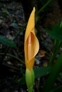 Colocasia flower - Kostenloses image #473355