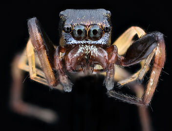 Small jumping spider_2020-08-03-17.52.30 ZS PMax UDR - Free image #473545