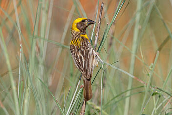 A Male Baya Weaver picking up Green Grass blades for the nest - image #473855 gratis