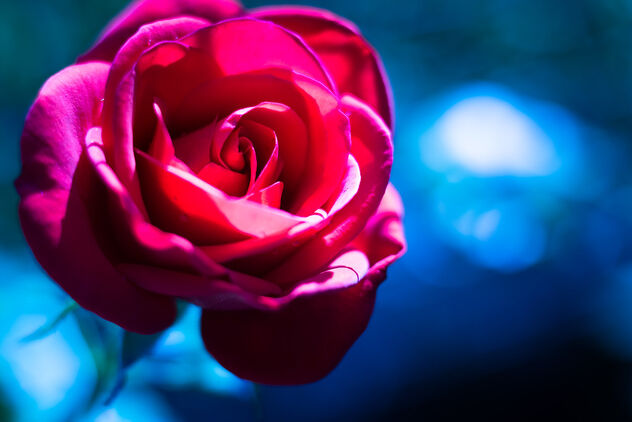 Cold Rose - image gratuit #473915 